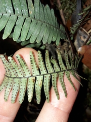 Ctenopterella lasiostipes