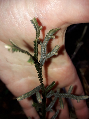 Selaginella neocaledonica, photograph 1