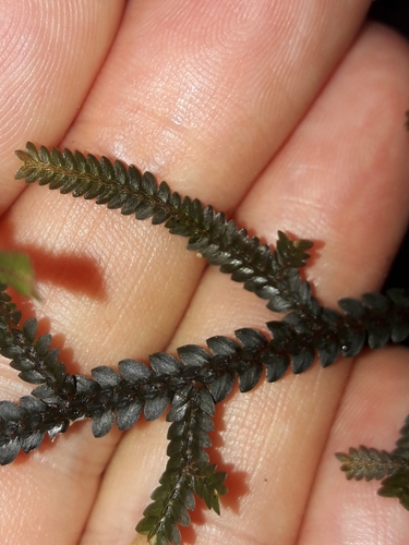 Selaginella neocaledonica, photograph 2