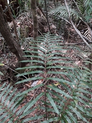 Parablechnum chauliodontum image