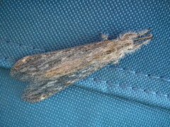 Centroclisis