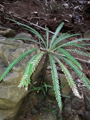 Blechnum obtusatum