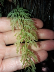 Abrodictyum caudatum