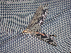 Crambomorphus