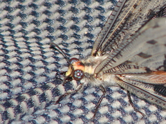 Crambomorphus