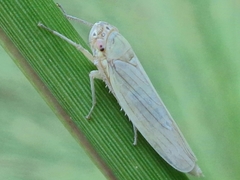 Cofana spectra