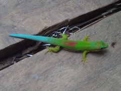 Phelsuma lineata