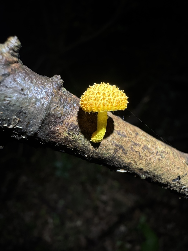 Cyptotrama asprata · July 2025 · photo: © lawrencehylton (iNaturalist, cc-by)