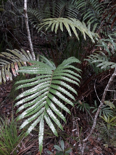 Parablechnum subcordatum observed 2019-10-13