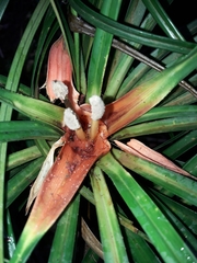 Freycinetia
