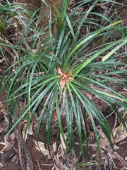 Freycinetia