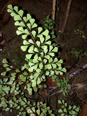 Odontosoria alutacea