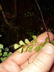 Odontosoria alutacea