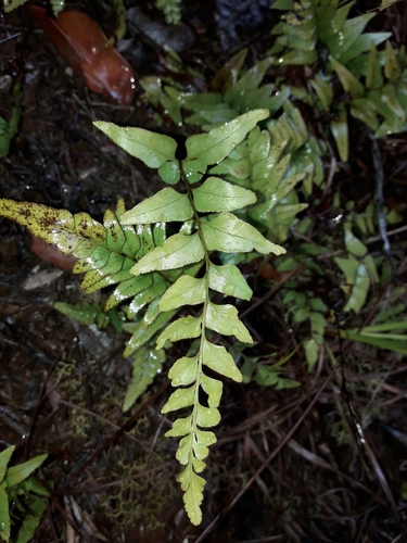 Lindsaea agatii observed 2019-10-13