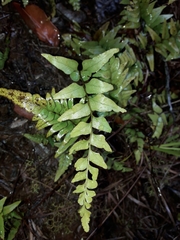 Lindsaea agatii