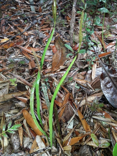Actinostachys melanesica (Actinostachys melanesica)