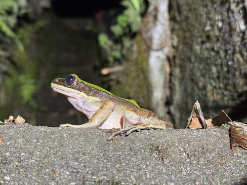Lung Tao Shan Frog, Odorrana leporipes