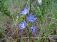 Thelymitra alcockiae