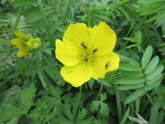 Trollius riederianus