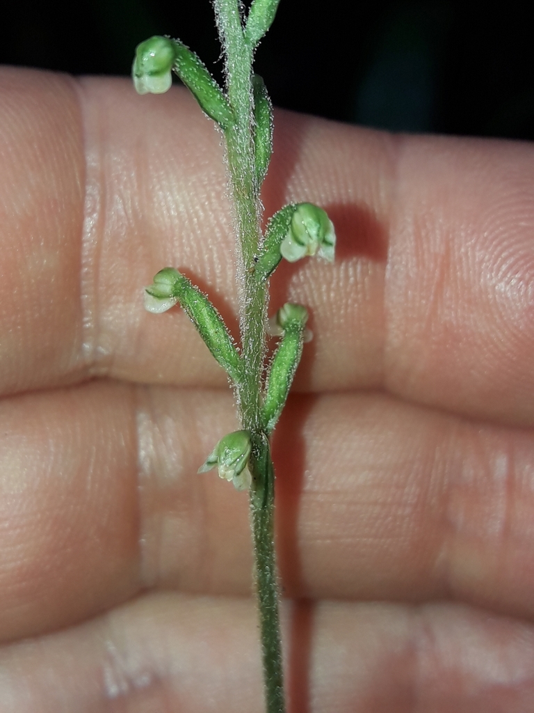 Gonatostylis vieillardii