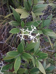Psychotria rupicola