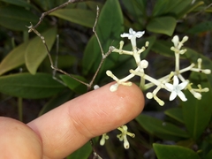 Psychotria rupicola
