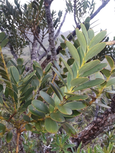 Scrub kauri (Agathis ovata)