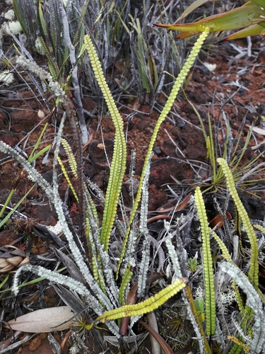 Stromatopteris moniliformis (Stromatopteris moniliformis)