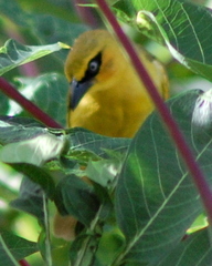 Ploceus brachypterus