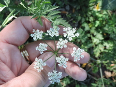 Torilis arvensis