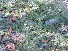 Torilis arvensis