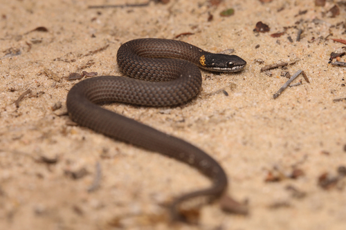 Masters' Snake, Drysdalia mastersii