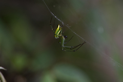 Leucauge celebesiana