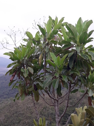 Myodocarpus involucratus (Myodocarpus involucratus)