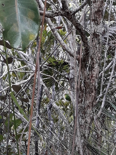 New Caledonian Parakeet (Cyanoramphus saisseti), photo 3