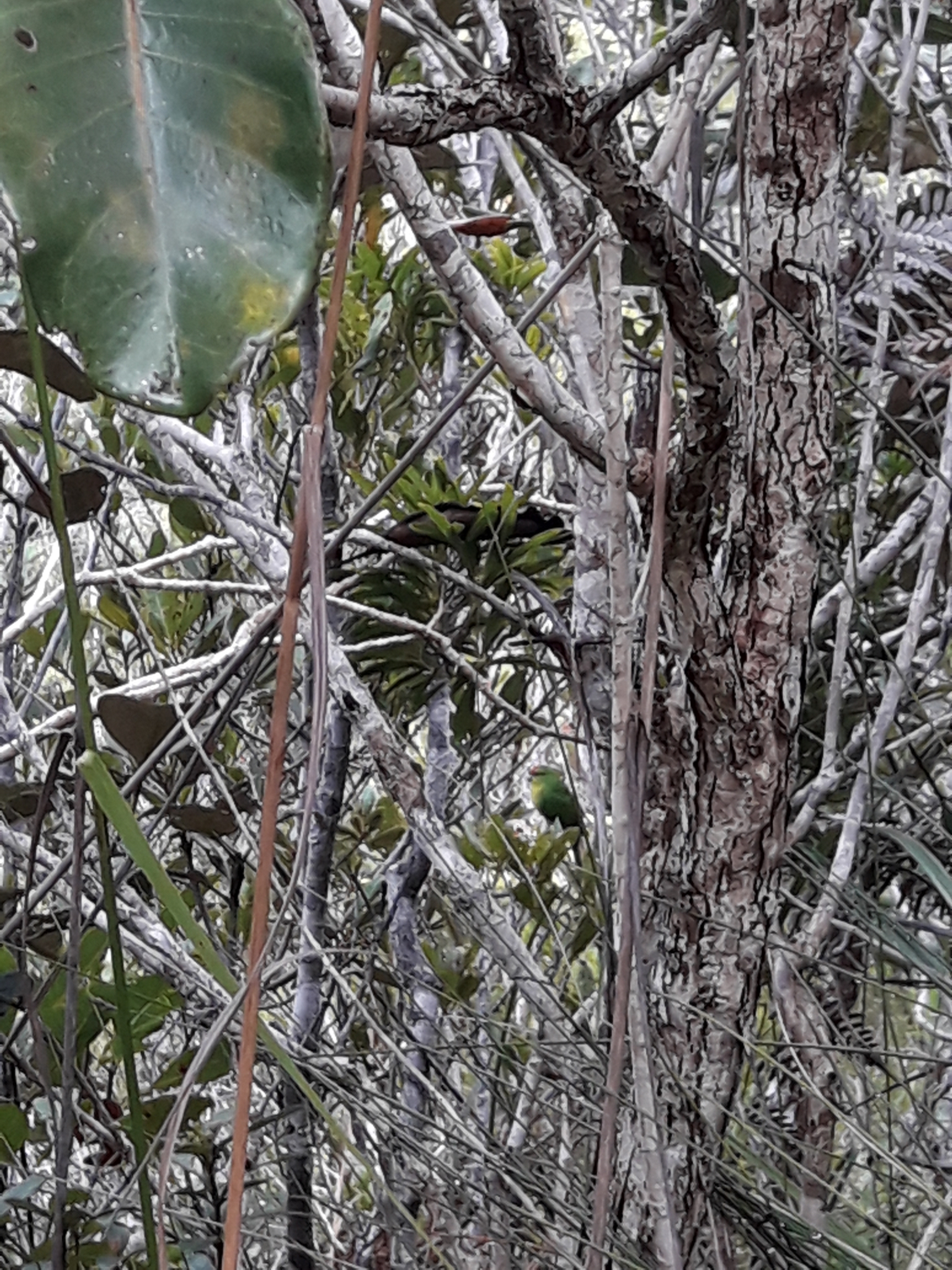 New Caledonian Parakeet (Cyanoramphus saisseti), photo 3