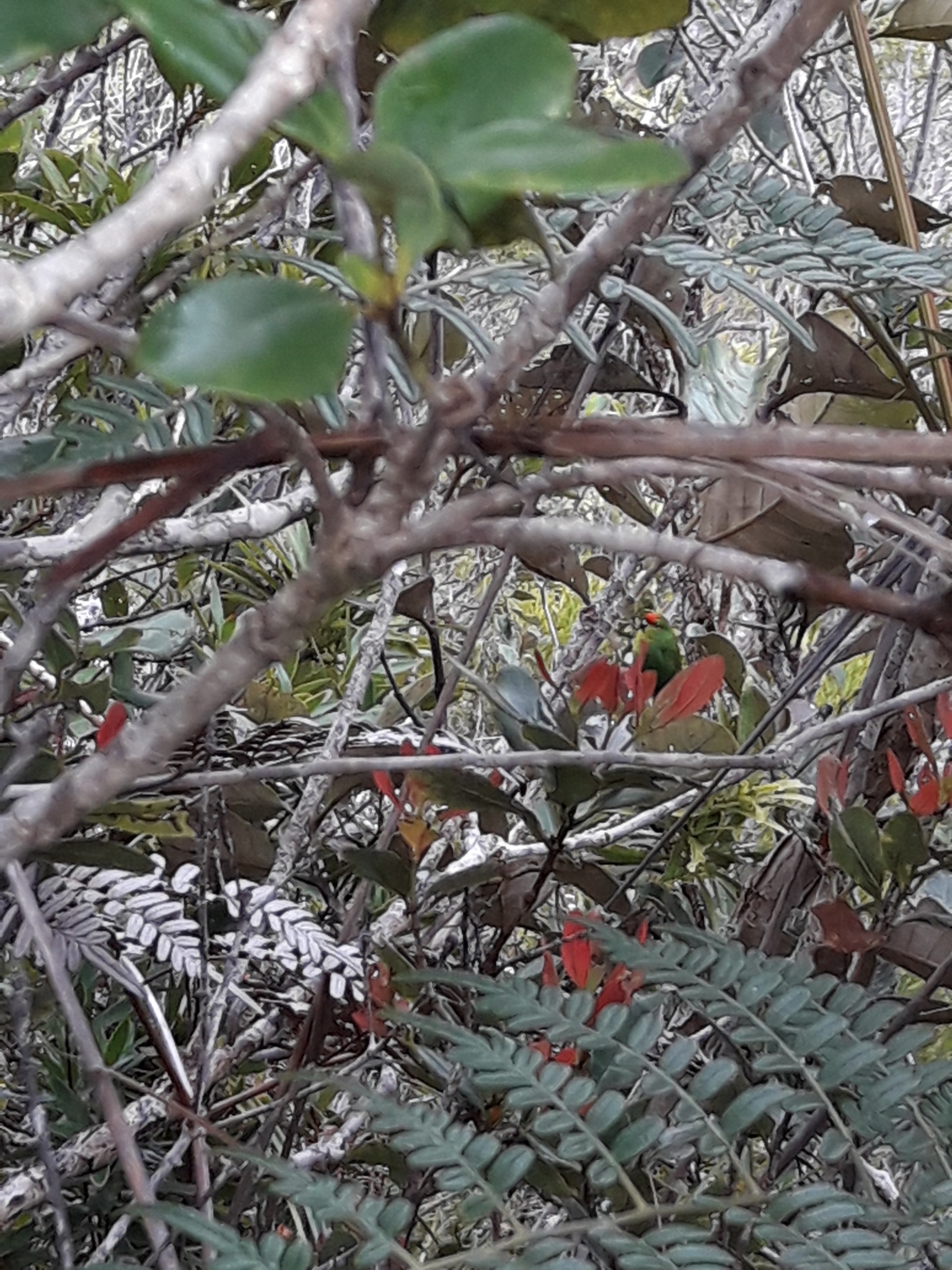 New Caledonian Parakeet (Cyanoramphus saisseti), photo 2