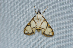 Cirrhochrista kosemponialis
