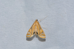 Eoophyla conjunctalis