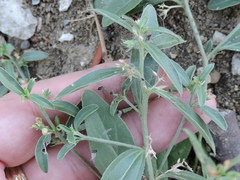 Ditaxis humilis