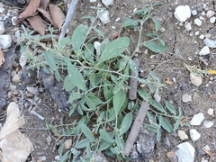 Ditaxis humilis