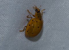 Harmonia sedecimnotata