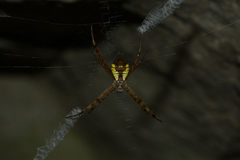 Argiope perforata