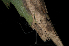 Leptopholcus huongson