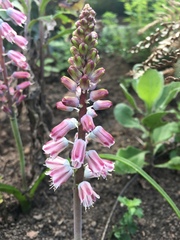 Lachenalia youngii