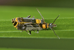 Chauliognathus sydneyanus