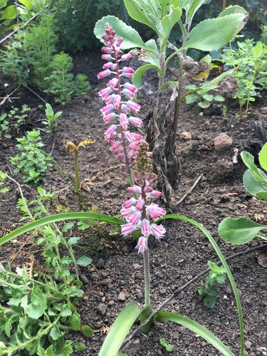 Lachenalia youngii