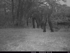 Loxodonta