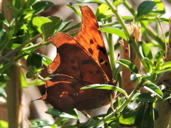 Polygonia interrogationis