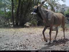 Hippotragus equinus koba